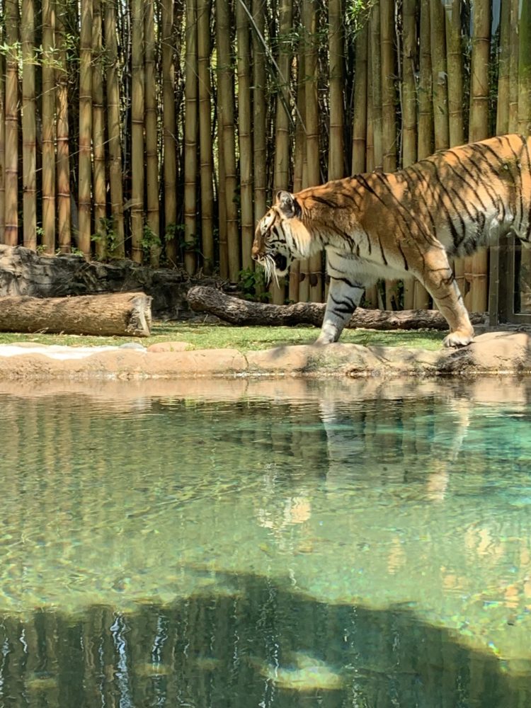Tiger at Busch Gardens